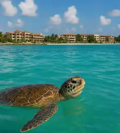 Private Transfers from Cancun Airport to Akumal