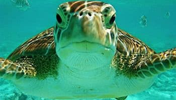 Akumal beach and turtles