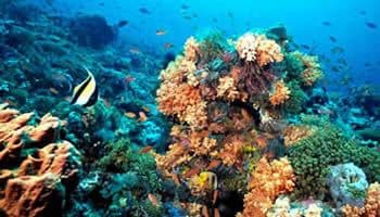 Puerto Morelos reef and town