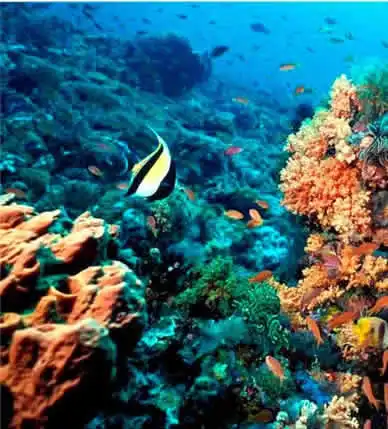 Private Transfers from Cancun Airport to Puerto Morelos